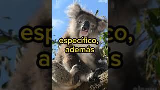 KOALAS#video #videocorto #viral #viralshorts #viralvideos