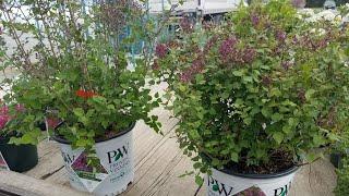 Comparison of Reblooming Lilacs // Bloomerang® Dark Purple vs Dwarf Purple (Syringa) Proven Winners®