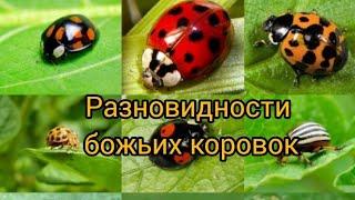 Познавательная беседа с детьми на тему: "Разновидности божьих коровок" / Виды божьих коровок