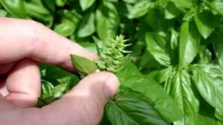 Basil bolting to Seed, Dead-head it!