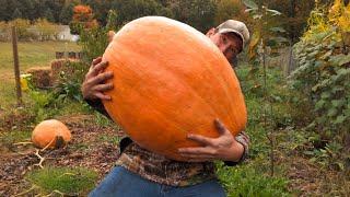 Atlantic Giant Pumpkins | Organic Methods Weigh In