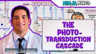 Special Senses | The Phototransduction Cascade