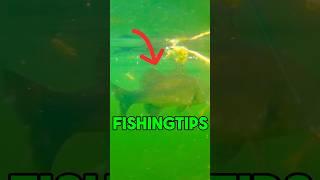 3 SIMPLE Fishing Tips you aren’t doing! #shorts #bassfishing #tips