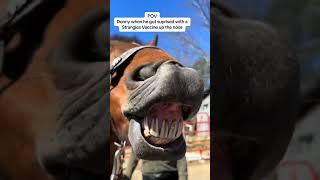 It’s that time of year #horse #horselife