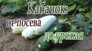 Кабачок: от посева до урожая