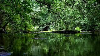 7 HOURS OF FOREST BIRDS SINGING AND MURMURING STREAM, NATURE SOUNDS FOR SLEEP