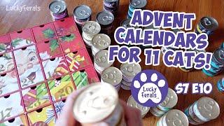 Advent Calendars For 11 Cats - S7 E10 - Lucky Ferals Vlog - Life With 11 Cats