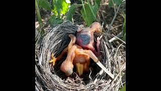 Review birds nest life with nature, Review mother birds brings food to her babies in the nest P82