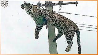 Animals Get Electrocuted! Animals Electrocuted By Powerlines