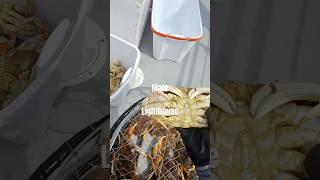 Crab Sex #fishing #crab #oregon #depoebay