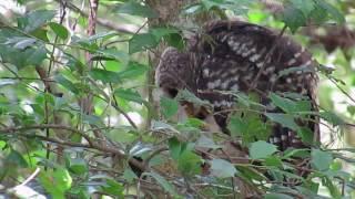 Owlet having some Mystery Meat for lunch