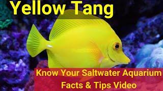 Yellow Tang (Zebrasoma flavescens). Know Your Saltwater Aquarium: Facts & Tips