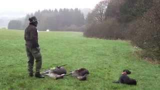 Two Damwild Spießer (Fallow Deer Spike Bucks) in Two Minutes