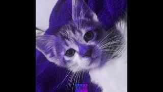 MY CAT MADE A PHONK 