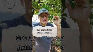 Предназначение и Дело по душе #предназначение #душа