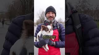 En Berlín no hay perros callejeros. ¿Por qué? ¿Y de dónde son la mayoría de los perros adoptados?