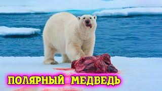 No one knew this about polar bears