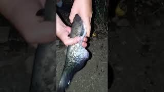 Самый первый в жизни сом на реке Егорлык!️ #2024 #fishing #ставрополь #сомик