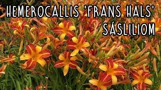 Hemerocallis 'Frans Hals' - Sárga-barnásvörös sásliliom