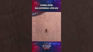 O İlde Korkunç Görüntü! Adeta Tarlayı İstila Ettiler #shorts #staranahaber