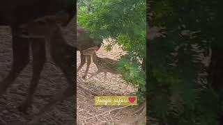 #animals #janglee #safari #animalsafari #janglesafari #viral #viralshort #trending #trendingshorts