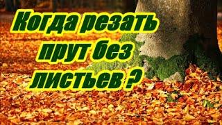 Лозоплетение LIVE - Когда резать прут без листьев ? - Wickerwork