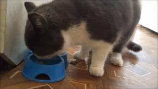 How my cat eat fish and saucege | Cat lovers tv