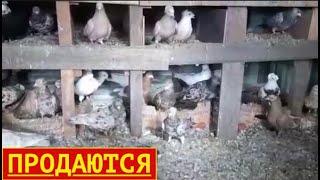 Коллекция Бакинских голубей в Астрахани!