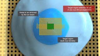 Preparation of cells for cryo-electron tomography