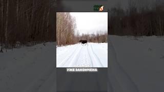 Разведка в угодьях с RikaNV! Подготовка к охоте в Республике Беларусь #hunting #охота