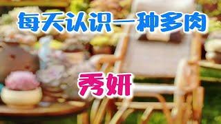 羽安讲多肉：秀妍