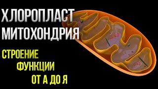 Митохондрии, Пластиды, Хлоропласты , понятное объяснение всего что нужно знать| ЕГЭ по биологии |