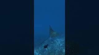 Diving in the Maldives #shorts #short #scubadiving #underwater