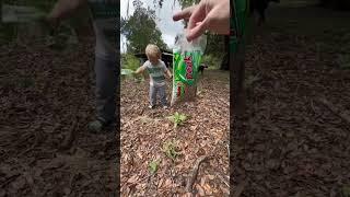 The chaos garden update and results! #chaosgarden #chaosgardening #covercrops