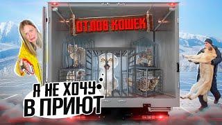 КОРОЧЕ ГОВОРЯ, КОТА КЕВИНА ЗАБРАЛИ В ПРИЮТ! НОВАЯ СЕМЬЯ ДЛЯ КЕВЫ