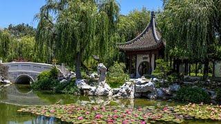 Walking the Chinese Garden on a Summer Morning (in 4k)