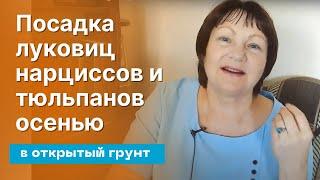 Махровые нарциссы: где и какие купить и как посадить осенью в открытый грунт