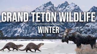 Wildlife in Grand Teton: Moose, Otters, Taggart Lake, & Hoback! Winter & Jackson Hole, Wyoming [4K]