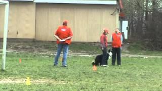 Wonder WestSpacy & Galina Fedorova Russian championship in obedience 2010 - 3rd place