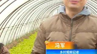 河南电视台乡村频道采访采访 蔬菜种植 生菜杨姐 记录我的种植生活 三农 @DOU+小助手 @DOU+小助手