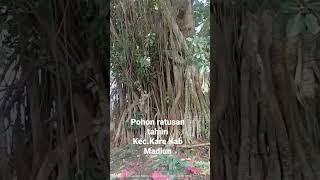 Pohon beringin raksasa berumur ratusan tahun,penunggu kec kare kab madiun#pohonbesar