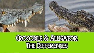 Alligator & Crocodile - The Differences