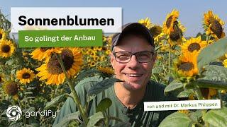 Sonnenblumen richtig anbauen: Wie lange dauert es bis zur Blüte und welcher Boden ist geeignet?