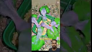 Allah ki Kudrat dekhiae khubsurat Panchi#Islamic#reaction#shorts#Allah#beautiful#Islamic#reelsvideos