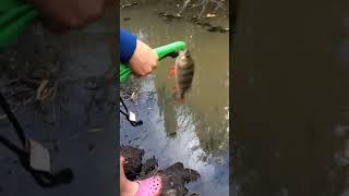 Just releasing a beautiful redfin! https://www.youtube.com/watch?v=8pG7RCkXJ5o #fish #redfin