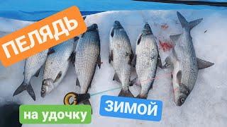 ПЕЛЯДЬ КАК ЕЁ ПОЙМАТЬ !?  #пелядь #рыбалкавсибири #сиг