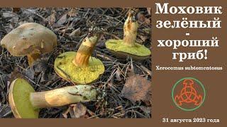 Моховик зелёный - хороший гриб! Xerocomus subtomentosus.