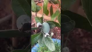 Feijoa菲济果，又名凤梨番石榴和菠萝番石榴，主产地新西兰，富含维生素C