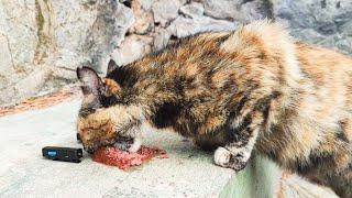 Hungry Stray Cat Eating Wet Food ASMR