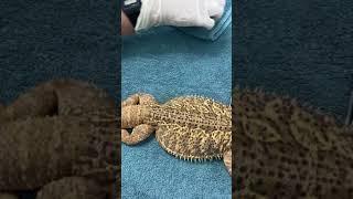 How to give subcutaneous fluids in lizards